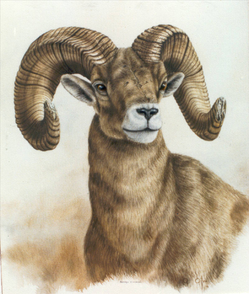 Borrego Cimarr&oacute;n